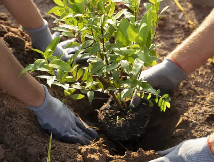 Un arbre planté pour chaque commande de mobilier passée